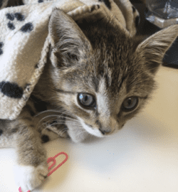 Comment prendre soin d'un chaton naissant - RISAVR